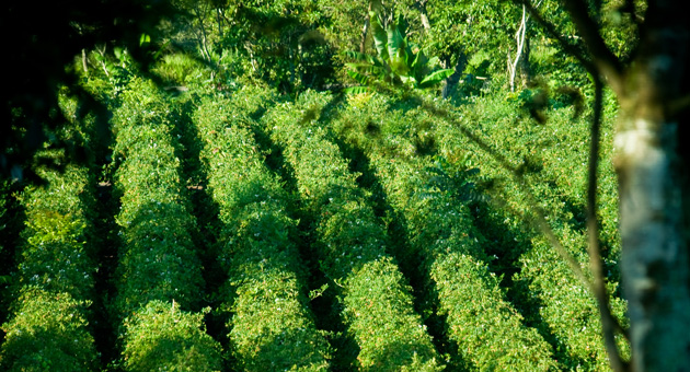 Blackberries field